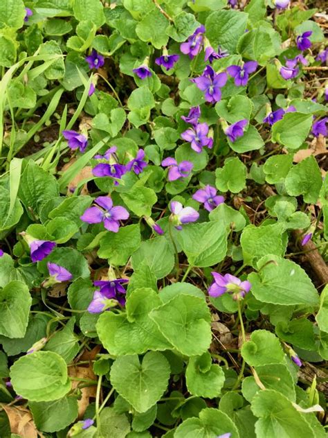 Wild violet (Common blue violet) | Integrated Crop Management