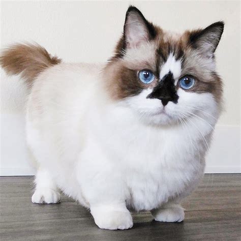 This breed of cat known as the “Munchkin Cat” looks like the corgi of cats : r/aww