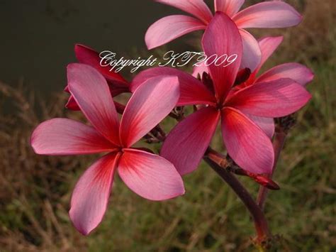 Blazing Star– Rare -5 Seeds – Brad's Buds and Blooms