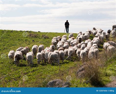 Shepherd And Flock Royalty Free Stock Image - Image: 12207656