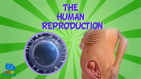 The Human Reproduction | Educational Video for Kids - YouTube