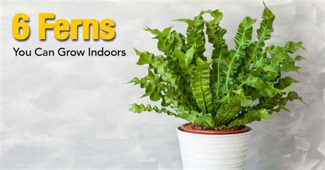 6 Different Ferns You Can Grow Indoors | Types of fern plants, Fern ...