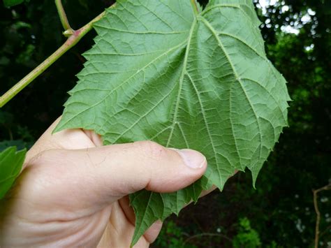 Transformational Gardening: Riverbank Grape (Riverside Grape) (Vitis ...