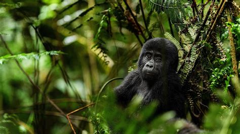 3 Days Bwindi Gorilla Trekking, Uganda Gorilla Tour