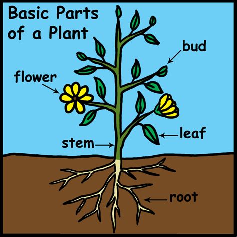 plants grow for kids - Clip Art Library