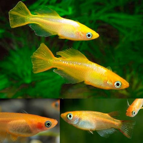 Aquarium Central -Japanese Rice Fish ( Golden Medaka ) 2cm - Aquarium ...