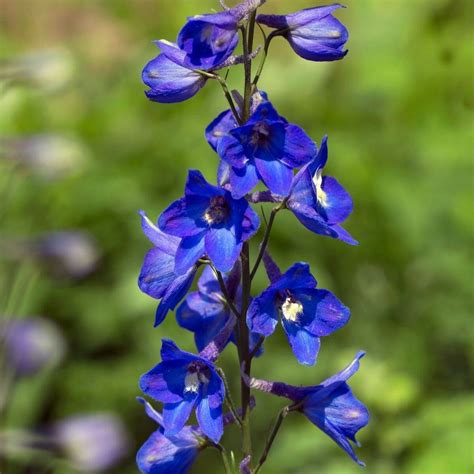 Delphinium- Blue Butterfly seeds | The Seed Collection