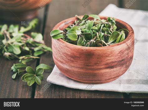 Bearberry Leaves ( Image & Photo (Free Trial) | Bigstock