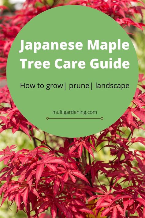 Japanese Maple Tree Care Guide or Beginners | Japanese maple tree care ...