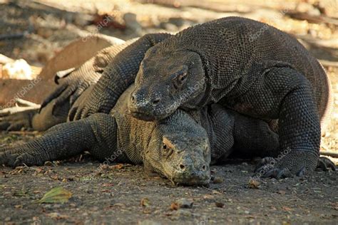 Draghi Di Komodo : Drago di Komodo: scopriamo dove vive e quanto è pericoloso / Il drago di ...