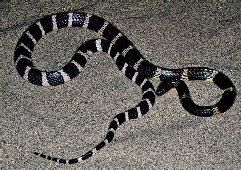 Common Krait (Bungarus Caeruleus) Profile and Information