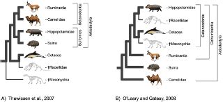 Relationships of Cetacea (Artiodactyla) Among Mammals: Increased Taxon Sampling Alters ...