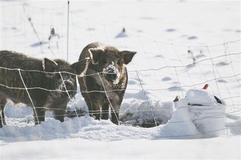 Premium Photo | Two pigs at farm in winter