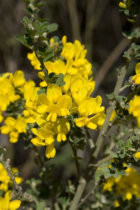 Broom (plant) | Broom plant, Plants, Planting shrubs