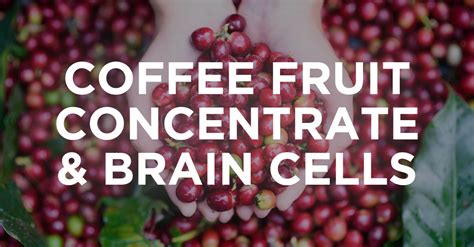 Whole Coffee Fruit Concentrate - Amping Up Growth Hormone for Brain ...