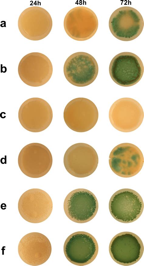 Examples of biofilms at 24 h, 48 h and 72 h. Examples of biofilms at ...