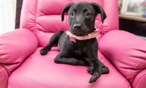 6-Legged Puppy Given the Perfect Forever Home After She Was Adopted By ...