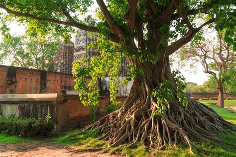 How to Grow Bodhi Trees From Seed | eBay