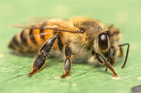 Abeja melífera africana (Apis mellifera subsp. scutellata)