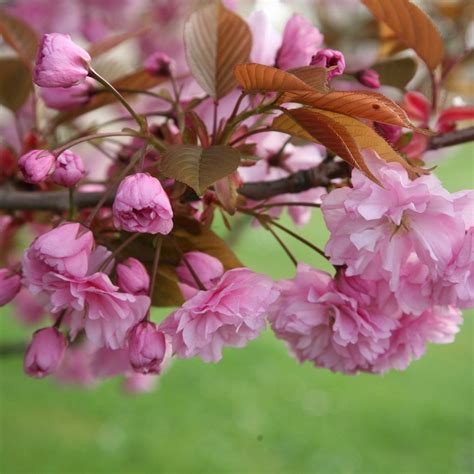 Prunus 'Kanzan' - multi-stemmed Japanese flowering cherry blossom tree ...