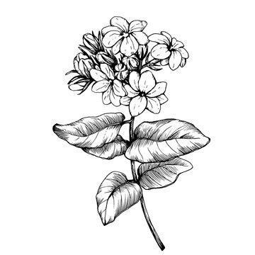 Sampaguita Flower Drawing | Best Flower Site