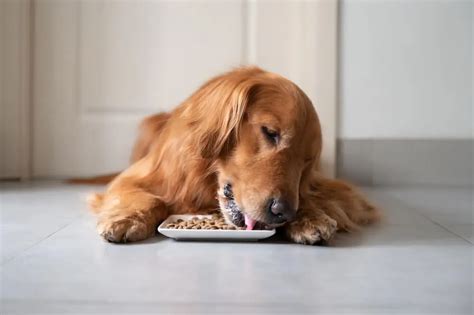 Top 10+ Best Dog Food for Allergies (2024) - The Upper Pawside