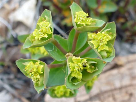 Top of a stem - photos of Euphorbia Brachycera, Euphorbiaceae