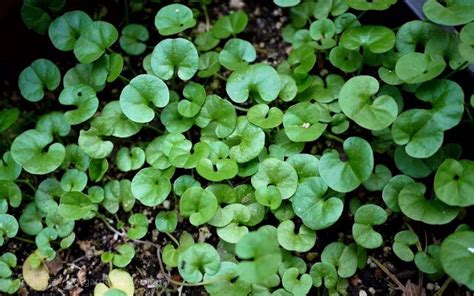 Dichondra repens seed | BELL Garden Company,Wholesale Plant seeds,Alive ...