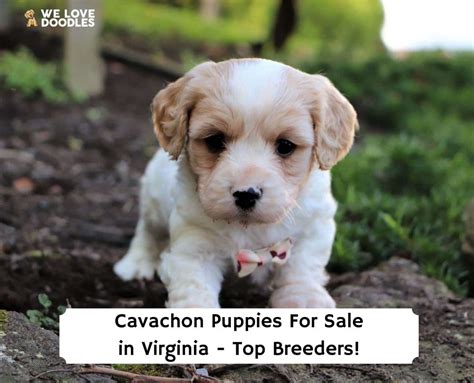 Cavachon Puppies in Virginia: Top 5 Breeders! (2024) - We Love Doodles