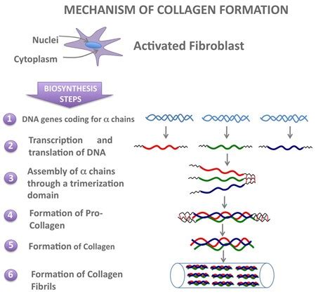 Vitamin C And Collagen Production