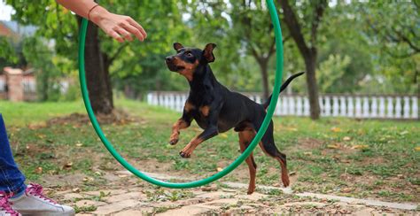 Miniature Pinscher Guide (Lifespan, Size & Characteristics)