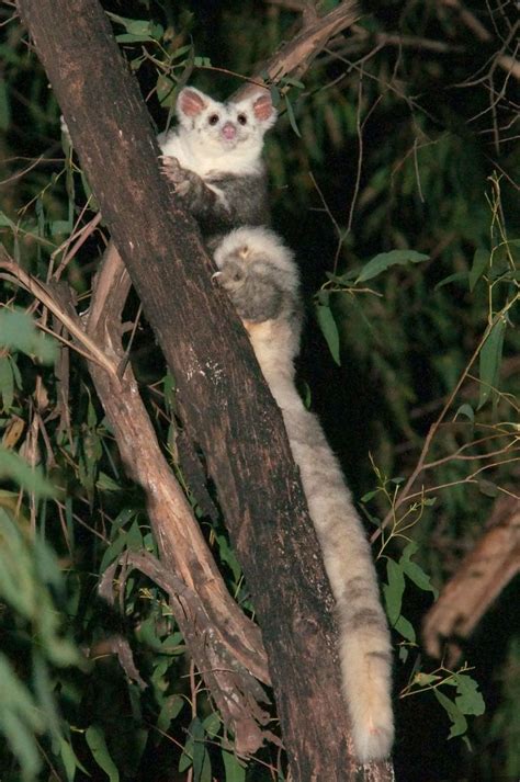 Australia: New research into greater gliders - BBC Newsround