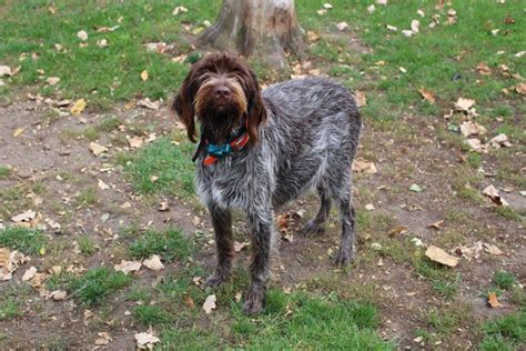 Daehler's Wirehaired Pointing Griffon | Hunting Dog Breeders