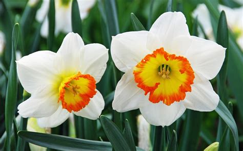 Narcissus Macro wallpaper | 1680x1050 | #23304