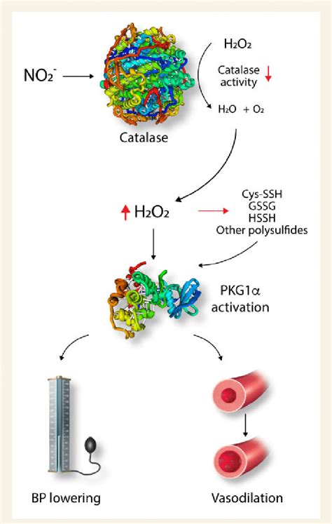 Pathway proposed by which NO -2 inhibits catalase, leading to ...