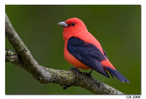 SCARLET TANAGER