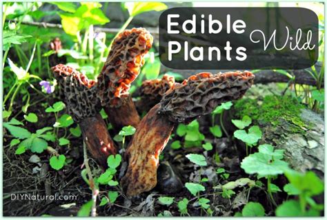 Edible Wild Plants - Taking a Walk on the Wild Side