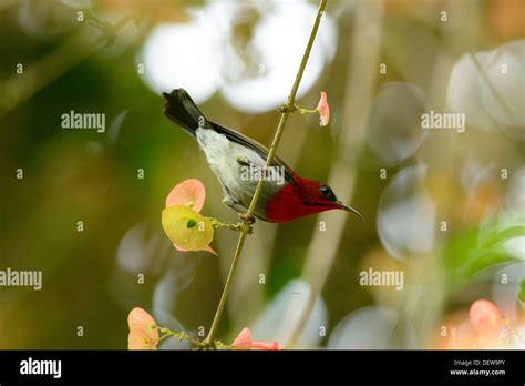 beautiful male Crimson Sunbird (Aethopyga siparaja) in Thai forest ...