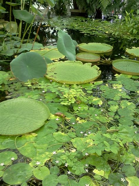 Giant Lily Pads | Lily garden, Lily pads, Plant leaves