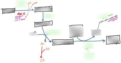 Glycogenesis Diagram Diagram | Quizlet