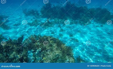 Snorkeling in the Cayman Islands Stock Photo - Image of aquatic, islands: 132904628