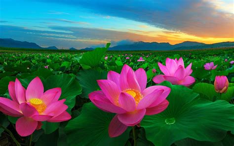 94+ Hd Wallpaper Green And Pink Images & Pictures - MyWeb