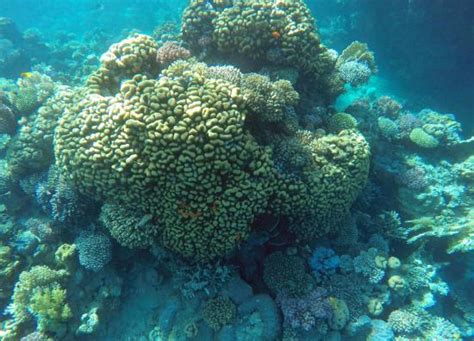 boat trip - Reviews, Photos - Red Sea Coral Reef Snorkeling at Ras ...