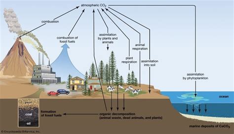 Soil carbon sequestration | IASbaba