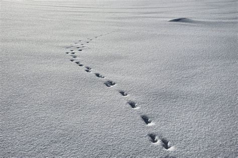 Les-Piccolo's DeviantArt Gallery | Fox tracks in snow, Snow, Winter animals