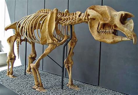 Did Megafauna die from hunting or climate change?