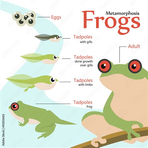 Metamorphosis Life cycle of a frog Vector illustration Stock Vector ...