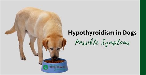 Symptoms of Hypothyroidism in Dogs | Warning Signs & Red Flags