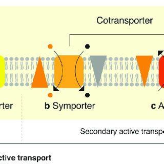 (PDF) STRUCTURE AND FUNCTION OF CHANNELRHODOPSIN-2 BY CRYO ELECTRON ...