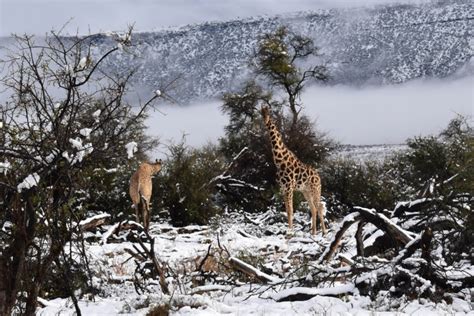 Elephants and giraffes caught in rare South Africa snow storm | Metro News